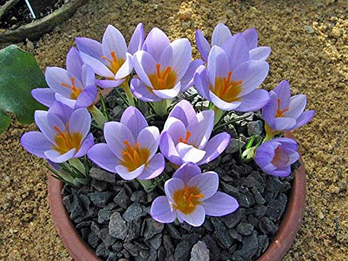 Cutdek Crocus SIEBERI Firefly BeddingRock GardensBorders Shipping 100 Bulbs