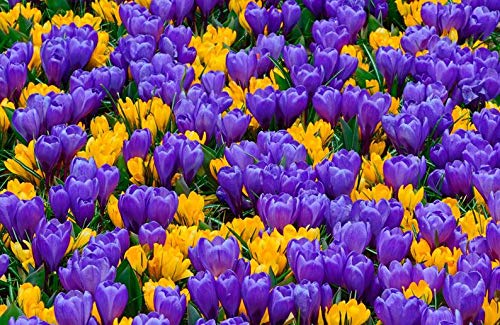 Lumos80 Crocus Barcelona Mix Great for Bedding Rock GardensBordersand More - Top Size 89cm Fall Planting Bulb Now Shipping  10 Bulbs