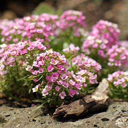 Sweet Alyssum Rosie ODay Pink Flower Low Growing Perfect for Terrariums Great for Rock Gardens and Borders 25 Seeds