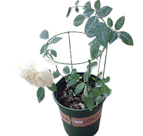 Mini Trellis, 7 Inch Dia, Garden Trellis, Plant Support, 3 Sets