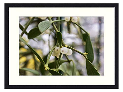 OiArt Wall Art Canvas Prints Wood Framed Paintings Artworks Pictures20x14 inch - Mistletoe Customs Plant Christmas Green Periwinkle