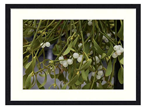 OiArt Wall Art Print Wood Framed Home Decor Picture Artwork24x16 inch - Mistletoe Customs Plant Christmas Green Periwinkle 1