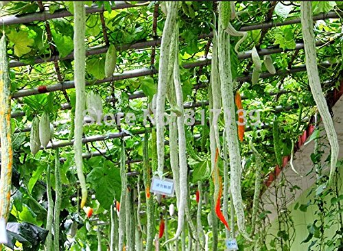 New Home Garden Plant 3 Seeds SNAKE GOURD Multicolored Craft Gourd Lagenaria Siceraria Vine Vegetable Seeds