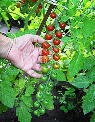 Tomato Seeds Vine Vegetable Seeds early