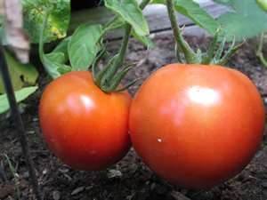 Vine Ripened Tomatoes Fresh Produce Fruit Vegetables Per Pound