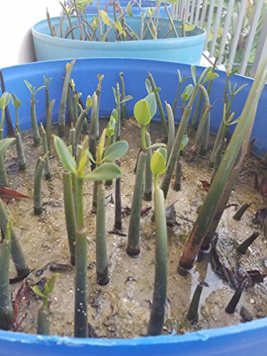 20 LIVE Mangroves - Red Mangrove Seedlings - Filtration Aquarium Reef Tank Saltwater Aquatic Plants