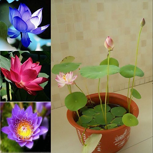 5 Seeds Dwarf Lotus Flower Mixed Colors Aquatic Plant