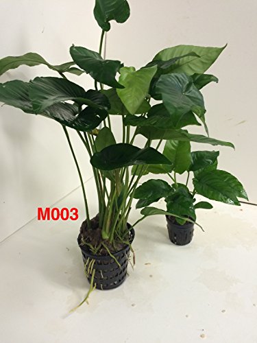 Anubias barteri striped Mother Pot Plant M003 Live Aquatic Plant