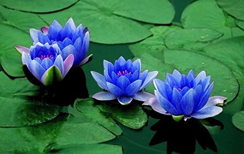 Aquatic Plant Sapphire Dwarf Lotus Flower 5 Seeds indooroutdoor