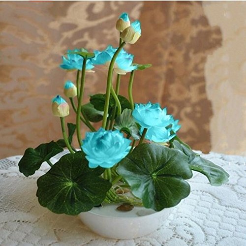 Brand New 10pcspack bowl lotus seed hydroponic plants aquatic plants flower pot water lily seeds Bonsai Garden