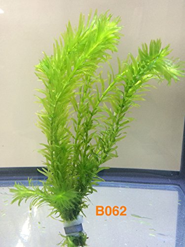 EgeriaElodea densa Bundle Aquatic Plant B062 ~ BUY 2 GET 1 FREE