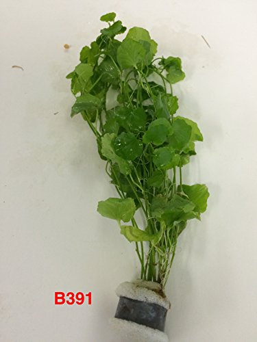 Exotic Live Aquatic Plant Cardamine lyrata sp Indo Bundle B391 by Jayco BUY 2 GET 1 FREE