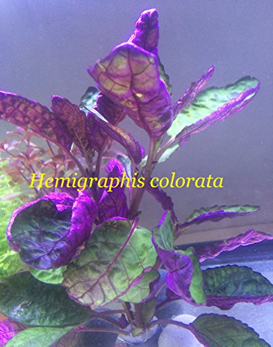 Exotic Live Aquatic Plant for Fresh Water Hemigraphis colorata Bundle B066 By Jyco Buy 2 GET 1 Free