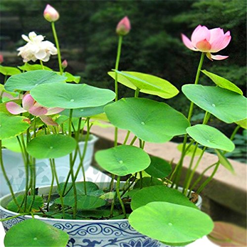 Hot Sale 10pcs Lotus Seeds 8 Kinds Bowl Mixed Colors Flower Water Lily 100 Germination Of Aquatic Plant