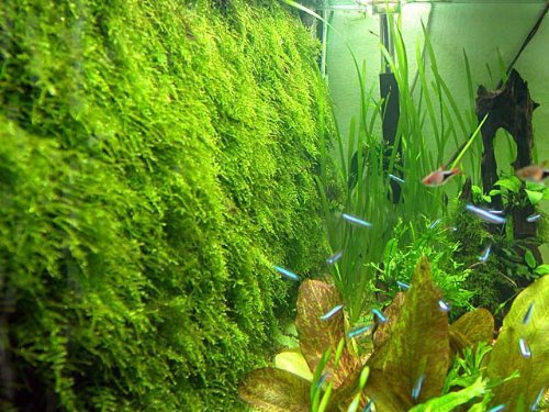 Moss Wall Mesh Kit -plant Not Included Decorate Bare Tank Live Aquarium Aquatic Plant For Fish Tank