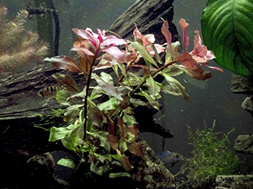 Stem Plant Combo - Beginner Live Aquarium Plants - Moneywort Multiple Foot-Long Stems Dark Red Ludwigia Multiple 8-12 inch Stems Green Cabomba Multiple 8 inch Stems by Aquatic Arts