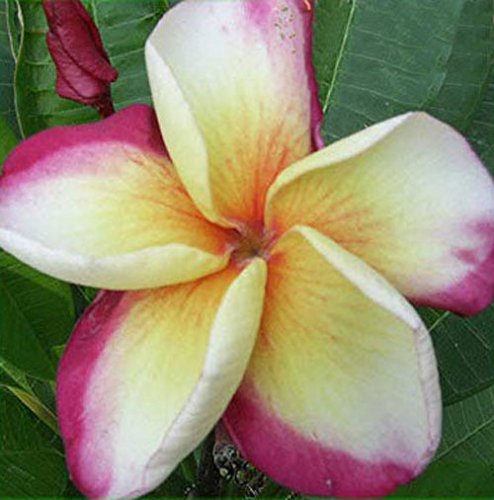 7 -15 Inch Rooted Plumeria Plants Rare Real Plumeria Flowersquotno88-dwarf-rainbow&quot