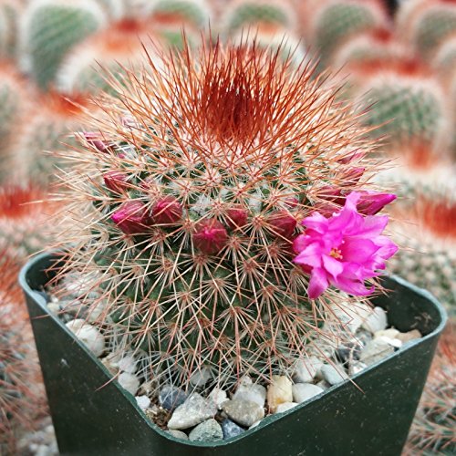 MAMMILLARIA SPINOSISSIMA NICE LIVE CACTUS CACTI SUCCULENT REAL PLANT