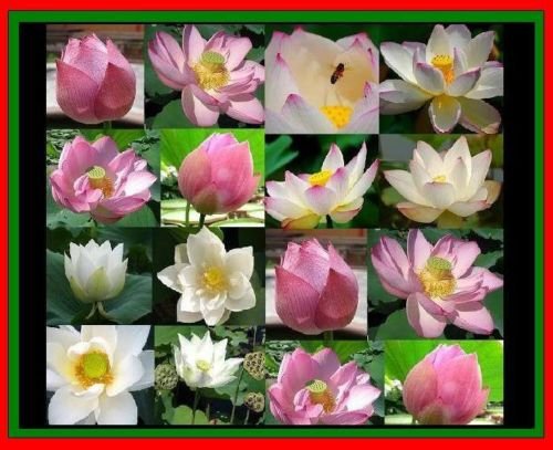 10 Mixed Lotus Seeds Nelumbo Nucifera Pond Plants Not Water Lily  Free Phyto Flower Freshamp Viable From Garden