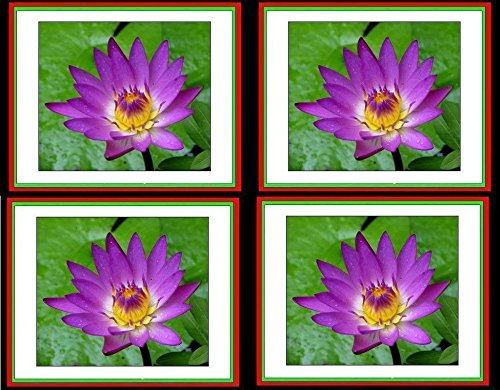 100 Purple Seeds Water Lily Pond Plants Free Phyto Flower Freshamp Viable From Garden