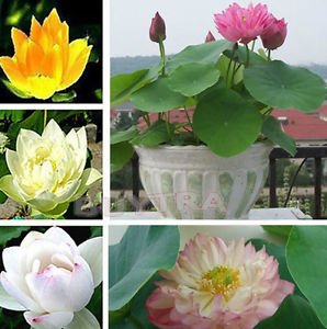 12 Aquatic Water Lily Seeds mixed Colors Lotus Plant