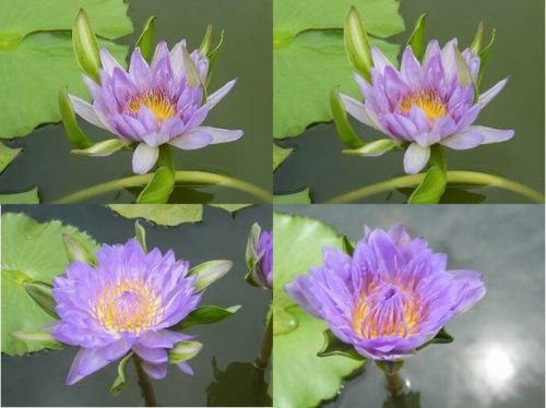 2 Plants Bulbs Blue Nang Kwag THAI WATER LILY NYMPHEAE POND PLANT BULB RHIZOME FREE PHYTO Flower Fresh Viable From Garden