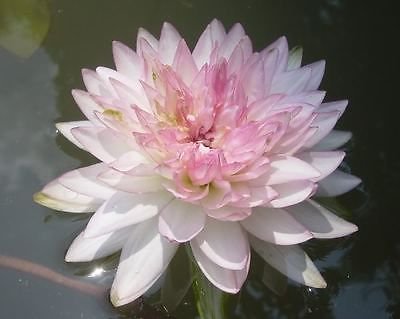 2 Plants Bulbs JONGKOLNEE THAI WATER LILY NYMPHEAE POND PLANT BULB RHIZOME FREE PHYTO Flower Fresh Viable From Garden