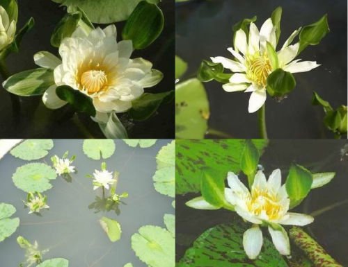 2 Plants Bulbs white Nang Kwag THAI WATER LILY NYMPHEAE POND PLANT BULB RHIZOME FREE PHYTO Flower Fresh Viable From Garden