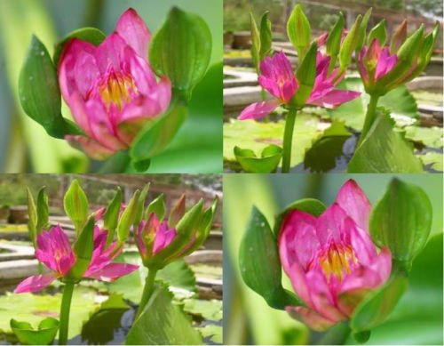 2 Plants Red Nang Kwag THAI WATER LILY NYMPHEAE POND PLANT BULB RHIZOME FREE PHYTO Flower Fresh Viable From Garden