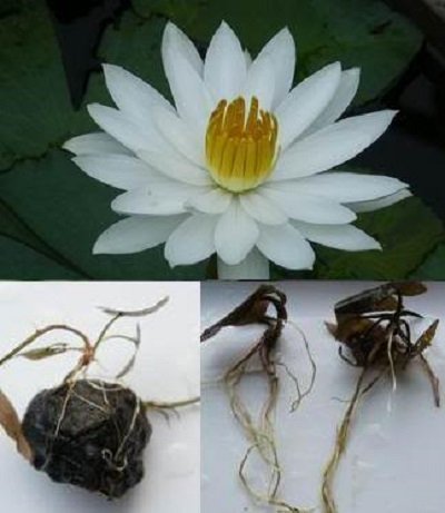 2 Plants White Night Tropical THAI WATER LILY NYMPHEAE POND PLANT BULB RHIZOME FREE PHYTO Flower Fresh Viable From Garden