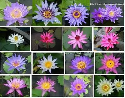 3 Plants Bulbs Water Lily Bulbs Plant Flower Unknown Color Lotus  Free Phyto Flower Freshamp Viable From Garden