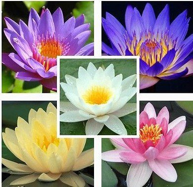 7 Seeds Aquatic Water Lily mixed Colors Lotus Plant