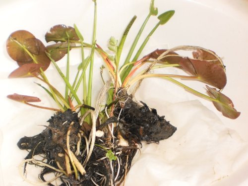 Live Water Lily-2 Plants with Roots No Pot and No Soil PLUS SURPRISE aquatic PLANTS
