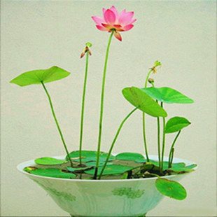 Perennial Flowers Seeds Many Colors Lotus Seeds Teach You Plant The Lotus 12 Pieces Water Lily Seeds