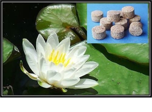 White Hardy Water Lily Pad Tuber Rhizome Waterlily Pondwater Plant