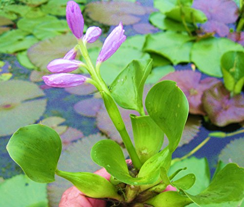 5 Water Hyacinths 5 Water Lettuce 5 Parrots Feather Nursery Grown in Aquatics Plants Nursery Live Water Garden Pond Plants 15 Water Lettuce Water Hyacinths Parrots Feather Bundle