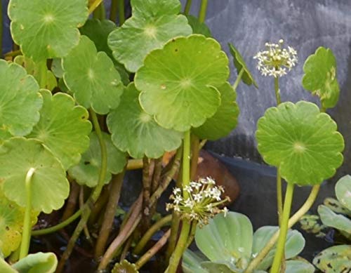 5 Water Pennywort Bog or Shoreline Water Garden Pond Plant - Nursery Grown in Aquatics Plants Nursery
