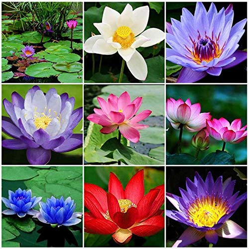 HOTUEEN Water Lily Flower Seeds Perennial Bonsai Plant Garden Pond Decoration