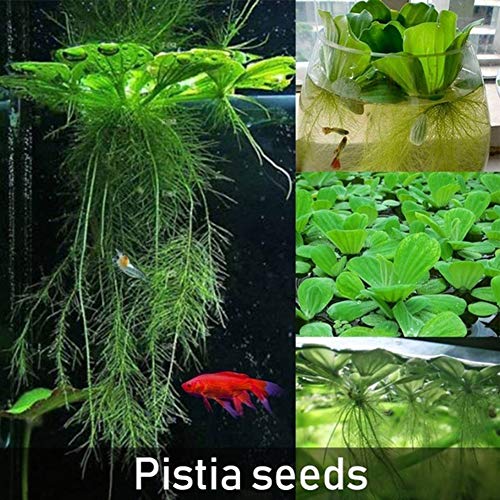 Jytrading 50Pcs Dichondra Pistia SeedsGarden Pond Plant Pool Decor Indoor and Outdoor Seeds Pistia Seeds