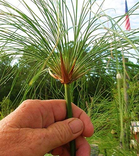 KING TUT PAPYRUS Bog-Shoreline Water Garden KOI Pond Plant NURSERY GROWN 2