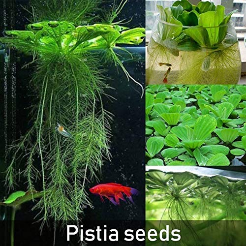 ocijf179 100Pcs Pistia Seeds Home Garden Pond Plant Pool Aquarium Fish Tank DecorSuitable KitchenBalconyLiving RoomGarden Decoration Pistia Seeds