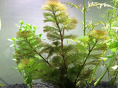 1 Live Green Cabomba Plant cabomba Caroliniana - 6 Branches And 6-8 Inches Tall - Oxygenating Live Pond Plant