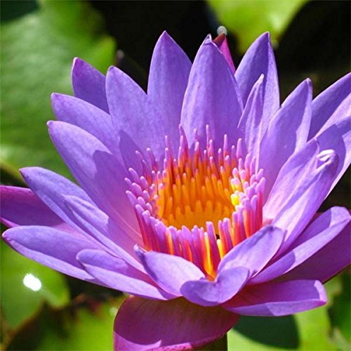 10pcs Purple Daisy Lotus Seeds Garden Water Pond Plants