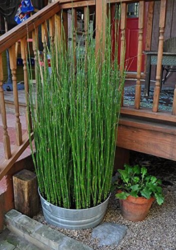 7 X Horsetail Reed Bamboo Looking Zen Gardenamp Pond Plants