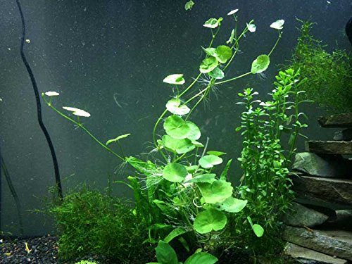 Brazilian Pennywort Hydrocotyle leucocephala - LARGE Stem Plant Multiple 8-12 inch Stems - Oxygenating Live Pond Plant by Aquatic Arts