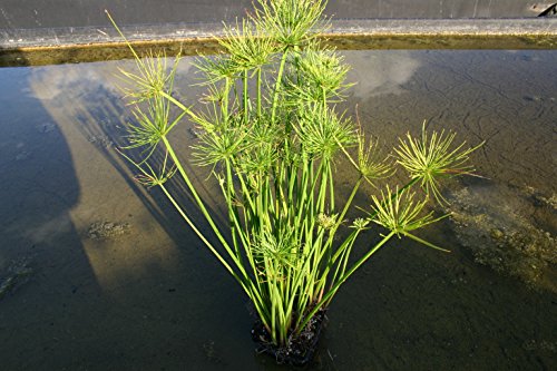 POND PLANT PAPYRUS DWARF