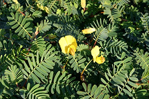 POND PLANT SENSITIVE PLANT LARGE LEAF