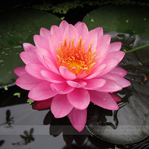 Pink Nelumbo Nucifera Lotus Flowers Pond Plants Bonsai Indoor