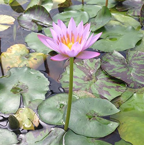 Pink Tropical Water Lily - Water Garden Live Pond Plant