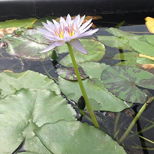 Potted Light Blue Tropical Water Lily - Water Garden Live Pond Plant